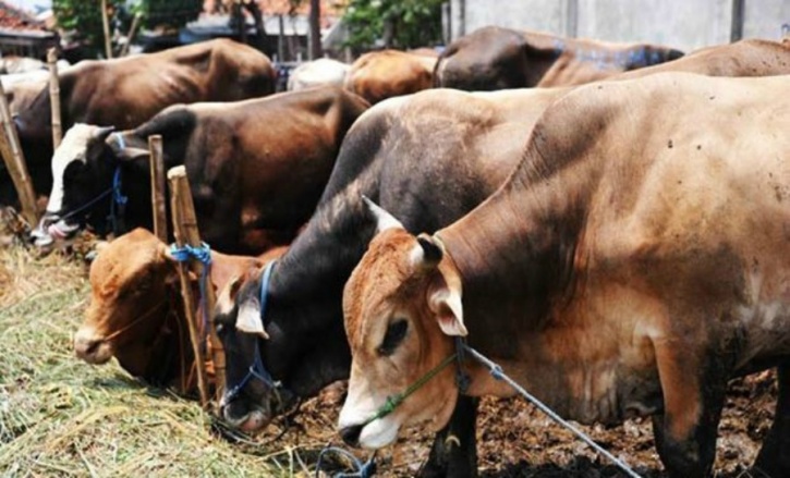 Foreigners To Get Licence For Eating Beef 